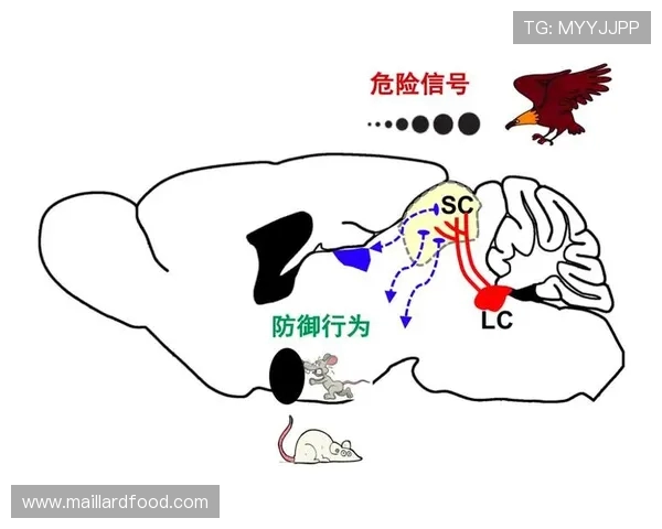西安攀岩队的防守策略与技巧深度解析